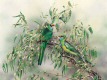 Ian Roberts - Malee Ringneck Parrots In The Valley