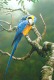 Greg Postle - The Real Macaw